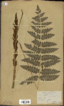 spécimen de Osmunda cinnamomea