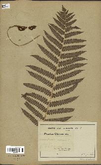 spécimen de Osmunda cinnamomea