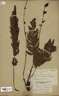 spécimen de Osmunda cinnamomea