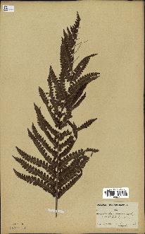 spécimen de Osmunda cinnamomea