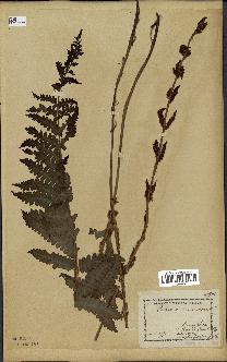 spécimen de Osmunda cinnamomea