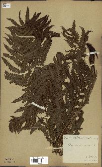 spécimen de Osmunda cinnamomea
