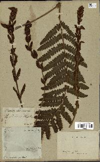 spécimen de Osmunda cinnamomea