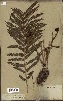 spécimen de Osmunda cinnamomea