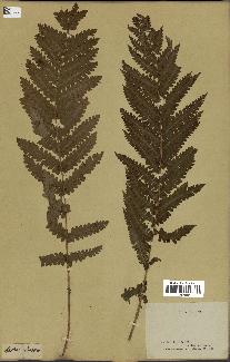 spécimen de Osmunda cinnamomea