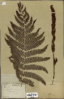 spécimen de Osmunda cinnamomea