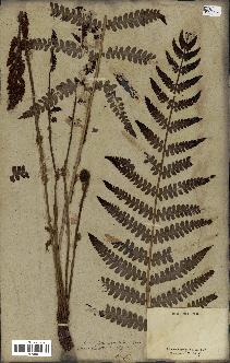 spécimen de Osmunda cinnamomea