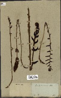 spécimen de Osmunda cinnamomea