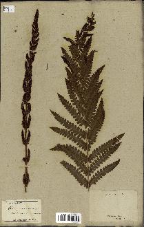 spécimen de Osmunda cinnamomea