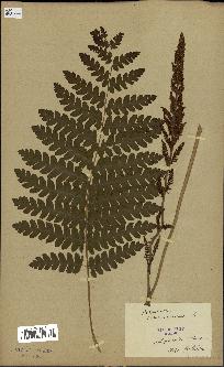 spécimen de Osmunda cinnamomea