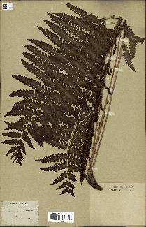 spécimen de Osmunda cinnamomea