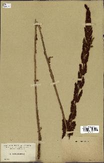 spécimen de Osmunda cinnamomea