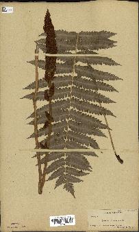 spécimen de Osmunda cinnamomea