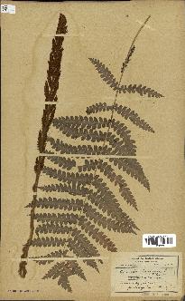 spécimen de Osmunda cinnamomea