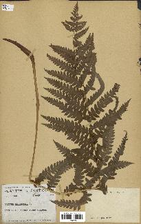 spécimen de Osmunda cinnamomea