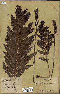 spécimen de Osmunda cinnamomea