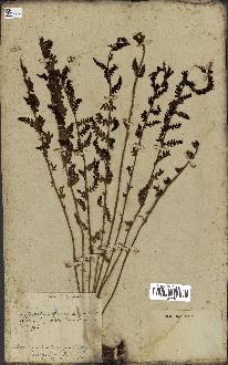 spécimen de Osmunda cinnamomea