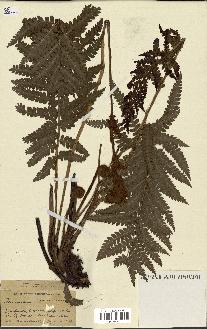 spécimen de Osmunda cinnamomea