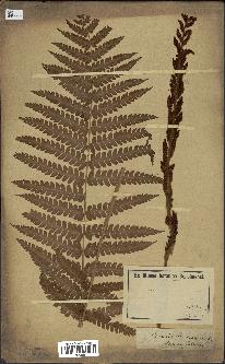 spécimen de Osmunda cinnamomea