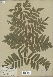 spécimen de Osmunda regalis