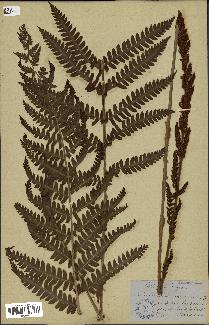 spécimen de Osmunda regalis