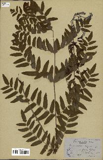 spécimen de Osmunda regalis