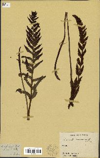 spécimen de Osmunda regalis