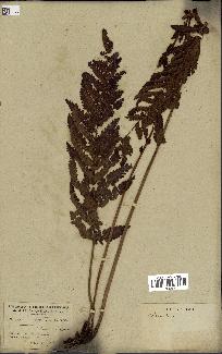 spécimen de Osmunda regalis