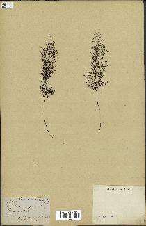 spécimen de Cheilanthes dichotoma