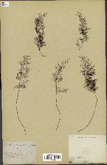 spécimen de Cheilanthes dichotoma