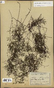 spécimen de Cheilanthes dichotoma