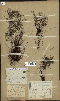 spécimen de Cheilanthes dichotoma