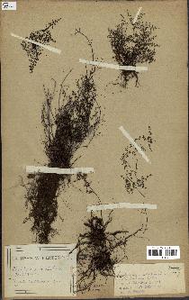 spécimen de Cheilanthes dichotoma