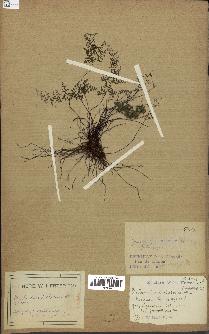 spécimen de Cheilanthes dichotoma