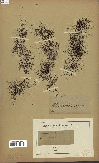 spécimen de Cheilanthes dichotoma