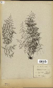 spécimen de Cheilanthes dichotoma