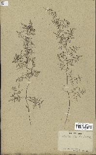 spécimen de Cheilanthes dichotoma