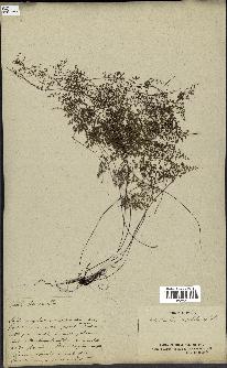 spécimen de Cheilanthes dichotoma