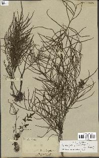 spécimen de Ceratopteris thalictroides