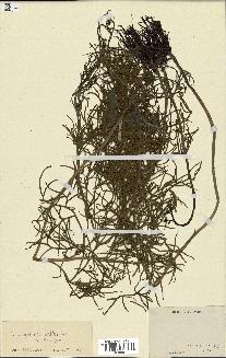 spécimen de Ceratopteris thalictroides