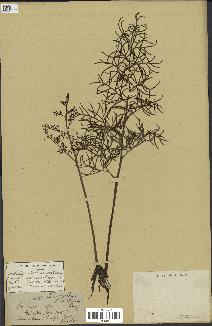 spécimen de Ceratopteris thalictroides