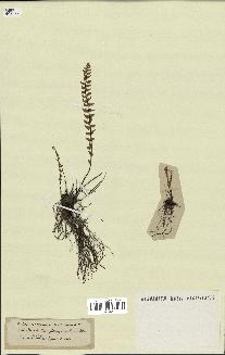 spécimen de Cheilanthes sp.