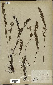 spécimen de Cheilanthes sp.