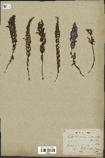 spécimen de Cheilanthes sp.