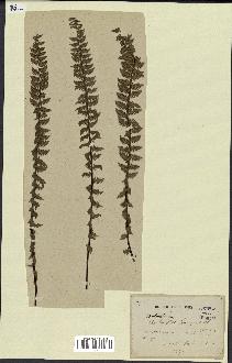 spécimen de Cheilanthes sp.