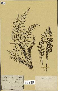 spécimen de Cheilanthes sp.