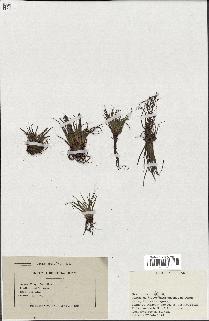 spécimen de Isoetes echinospora