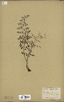 spécimen de Pellaea ovata