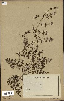 spécimen de Pellaea ovata
