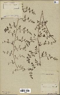 spécimen de Pellaea ovata